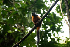 Saguinus tripartitus