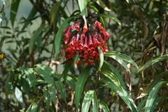 Coeligena bonapartei