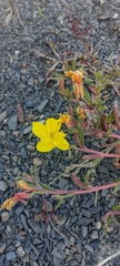 Oenothera magellanica