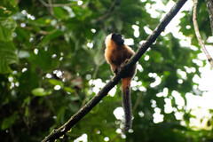 Saguinus tripartitus