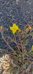 Oenothera magellanica