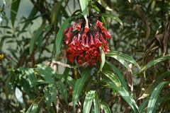 Coeligena bonapartei