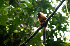 Saguinus tripartitus