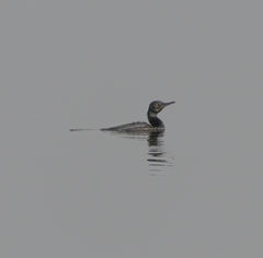 Phalacrocorax fuscicollis