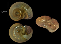 Valvata piscinalis
