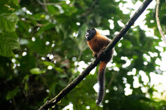 Saguinus tripartitus