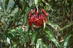 Coeligena bonapartei