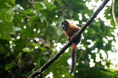 Saguinus tripartitus