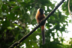 Saguinus tripartitus