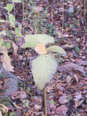 Collinsonia canadensis