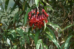 Coeligena bonapartei