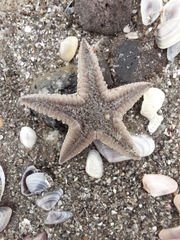 Astropecten