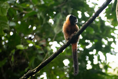 Saguinus tripartitus