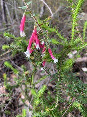 Epacris longiflora