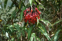 Coeligena bonapartei