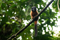 Saguinus tripartitus