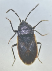 Drymus ryeii