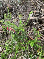 Epacris longiflora