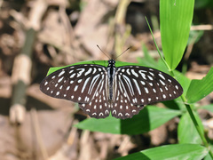 Graphium megarus