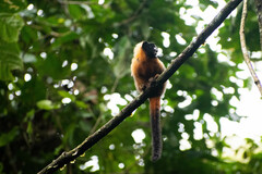 Saguinus tripartitus