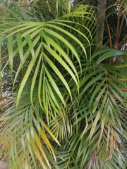Dypsis