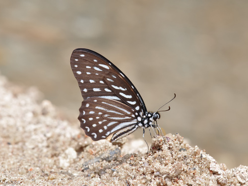 Spotted Zebra