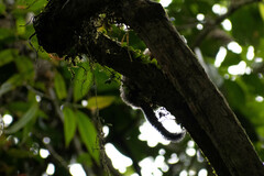 Saguinus tripartitus