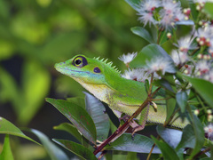 Bronchocela cristatella