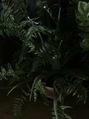 Nephrolepis exaltata