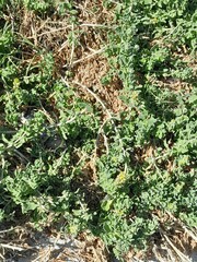 Tetragonia decumbens