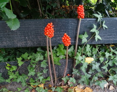Arum maculatum