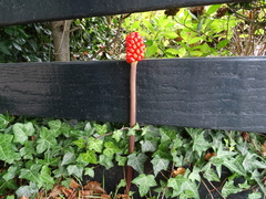 Arum maculatum