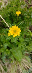 Ranunculus peduncularis