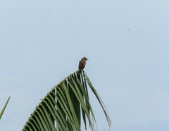 Hirundinea ferruginea