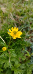 Ranunculus peduncularis