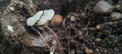 Delicatula integrella