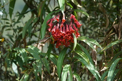 Coeligena bonapartei