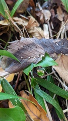 Pezizomycetes