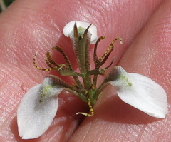 Moraea brevistyla