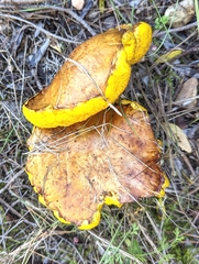 Suillus collinitus