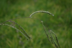 Paspalum