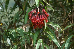 Coeligena bonapartei