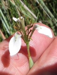 Moraea brevistyla