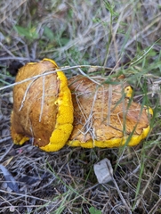 Suillus collinitus