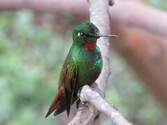 Heliodoxa rubricauda