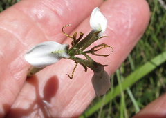 Moraea brevistyla
