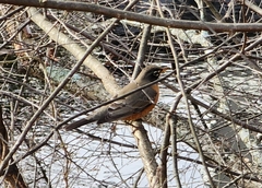 Turdus migratorius