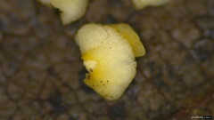 Pezizomycetes