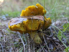 Suillus collinitus