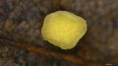 Pezizomycetes